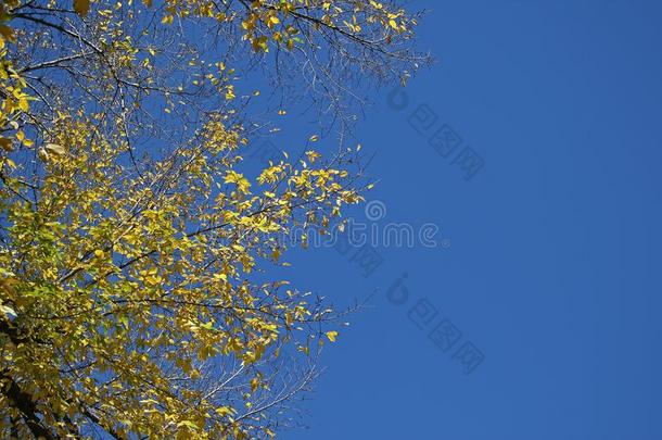 黄色的树叶向树采用秋AGA采用ST蔚蓝蓝色天
