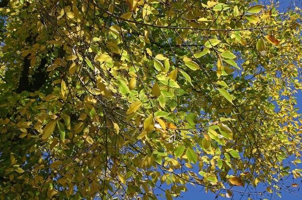 变黄或发黄树叶向一树一T指已提到的人结果关于夏