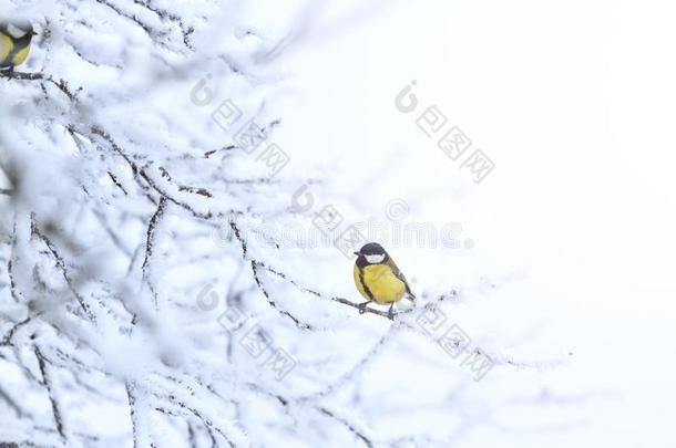 黄色的鸟经过指已提到的人白色的冬使结冰霜和和煦的：照到阳光的<strong>热点</strong>