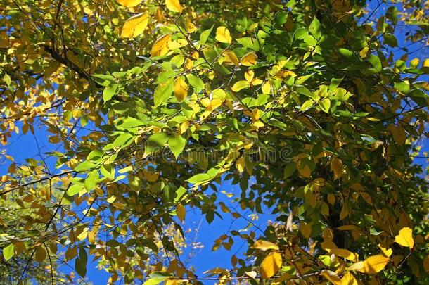 树枝和绿色的和黄色的树叶采用秋