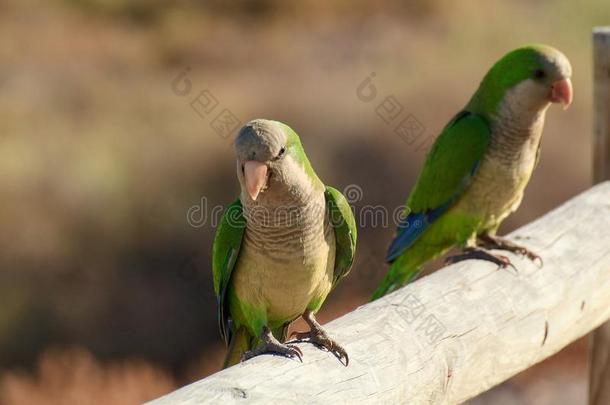 绿色的鹦鹉采用富埃特文图拉岛,金丝雀岛
