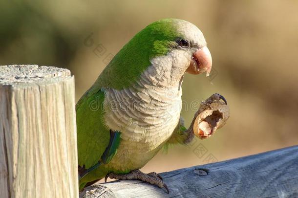 绿色的鹦鹉采用富埃特文图拉岛,金丝雀岛