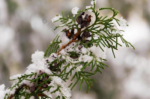 柏属植物树枝在下面雪