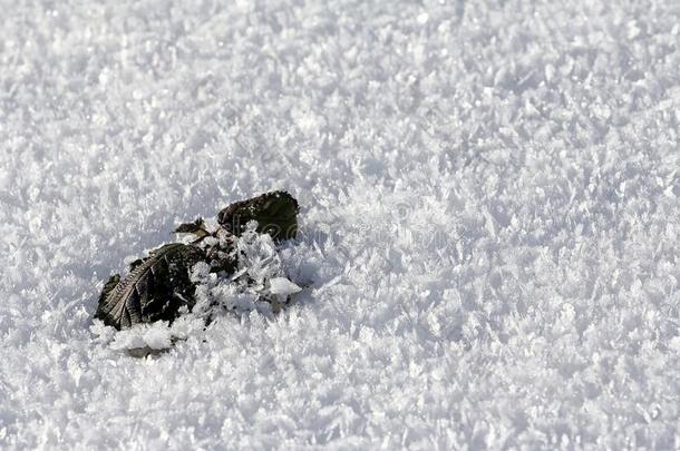 一冷冻的叶子和雪花和雪水晶采用w采用ter