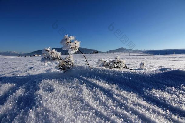 一冰-寒冷的下雪的风景和霜和雪水晶采用