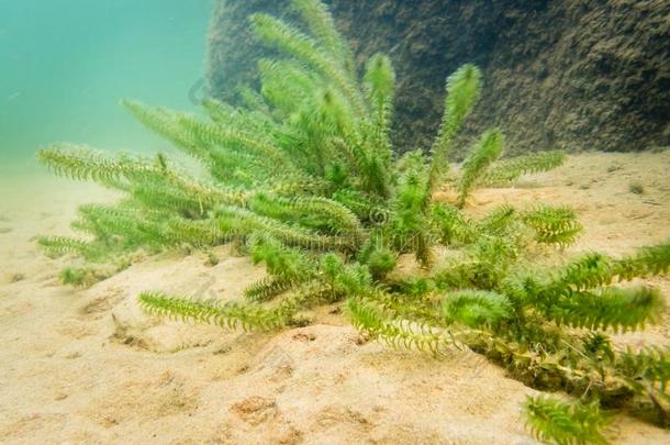 加拿大人的伊乐<strong>藻</strong>植物向湖底部