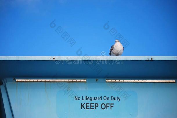 海鸥看台警卫向life警卫塔