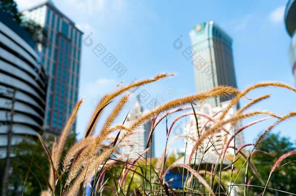 特写镜头草草地和污迹城市看法背景