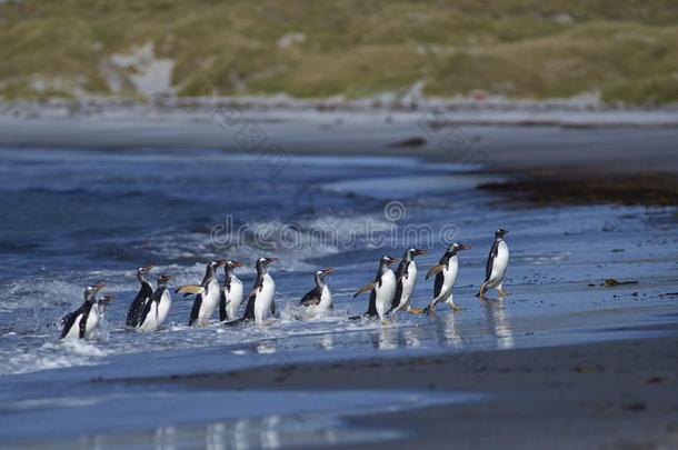 巴布亚企鹅企鹅即将到来的<strong>上岸</strong>向海Li向岛