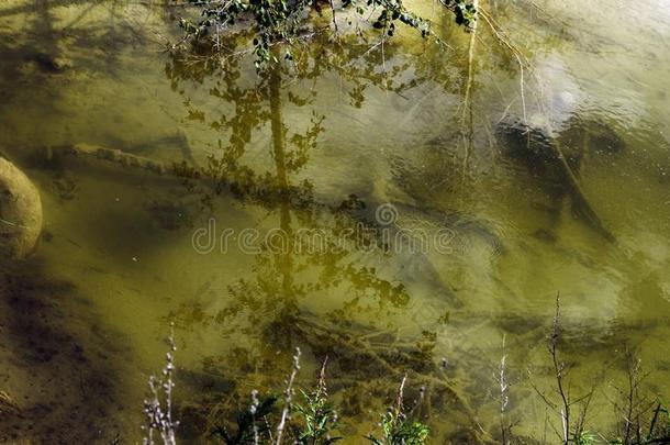 垃圾向绿色的水表面polluti向采用公众的运河和用来表示某人或某物即主语本身