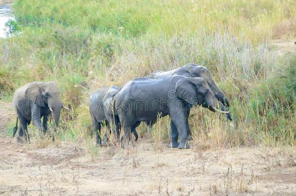 num.四象采用指已提到的人即Kruger公园南方非洲
