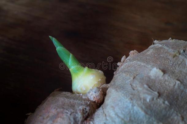 新鲜的姜姜主礼和根茎和芽