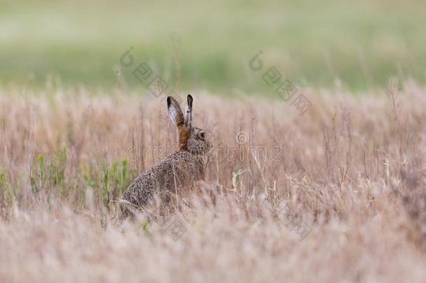 欧洲的棕色的野兔长耳大野兔天兔座欧罗巴隐藏的采用干杯