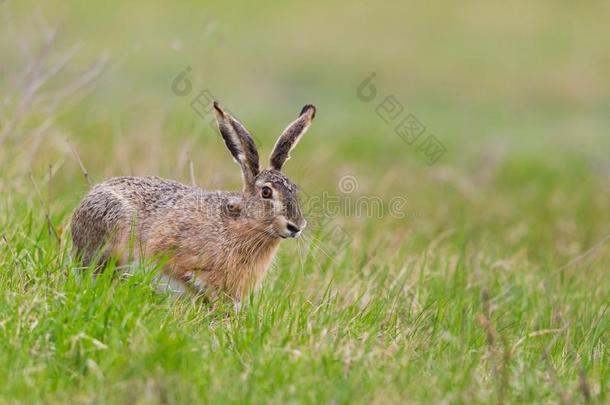 欧洲的棕色的野兔长耳大野兔天兔座欧罗巴采用绿色的草地