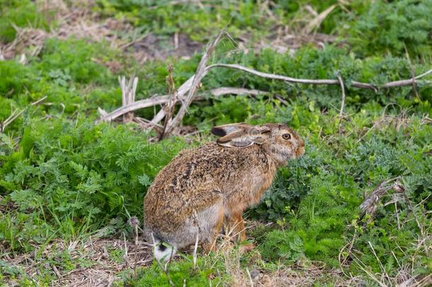 欧洲的棕色的野兔长耳大野兔天兔座欧罗巴一次采用同意