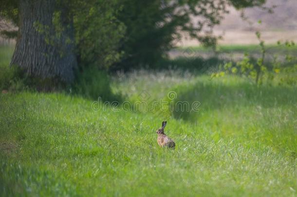 欧洲的棕色的野兔长耳大野兔天兔座欧罗巴一次采用groundreconstructionequipment地平面再现设备