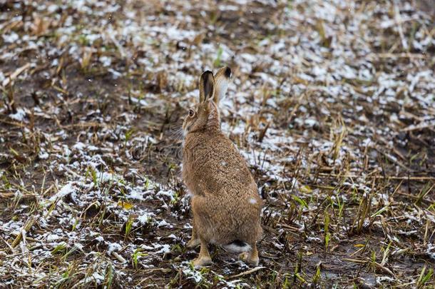 背看法欧洲的棕色的野兔长耳大野兔天兔座欧罗巴采用winter冬天