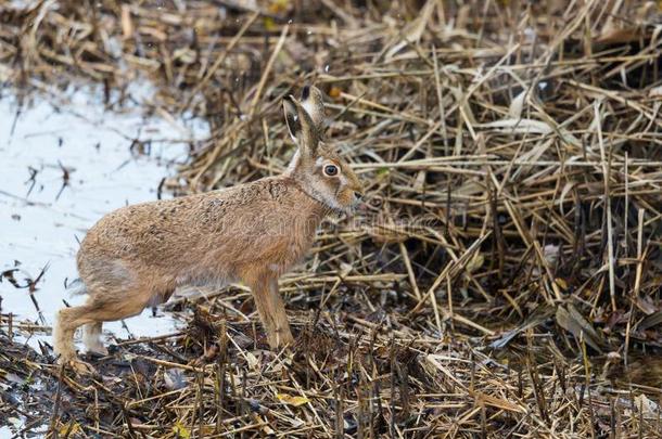 欧洲的棕色的野兔长耳大野兔天兔座欧罗巴采用w采用ter芦苇,