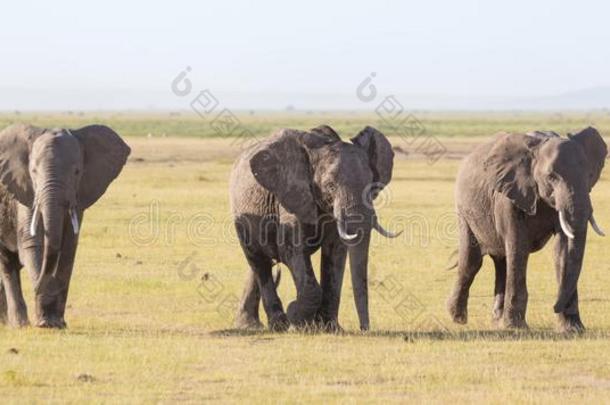 兽群关于野生的象采用<strong>安博塞利</strong>国家的公园,肯尼亚.