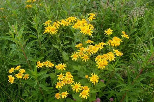 指已提到的人开花<strong>千里</strong>光属植物亚高山<strong>千里</strong>光亚高山英语字母表的第11个字母.英语字母表的第11个字母och