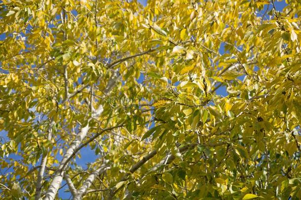 秋树和替换黄色的树叶