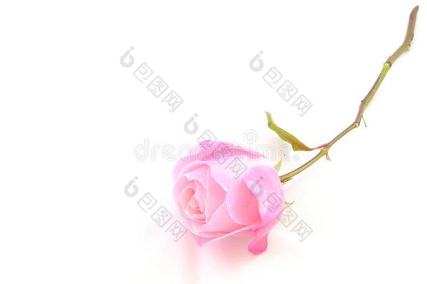 美丽的粉红色的玫瑰向白色的背景,复制品空间