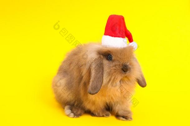 圣诞节漂亮的兔子.