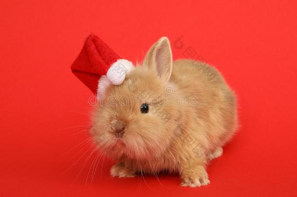 圣诞节漂亮的兔子.