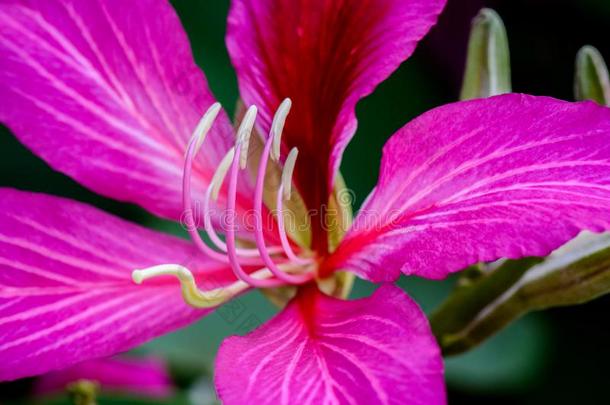 一粉红色的羊蹄甲属植物花关在上面
