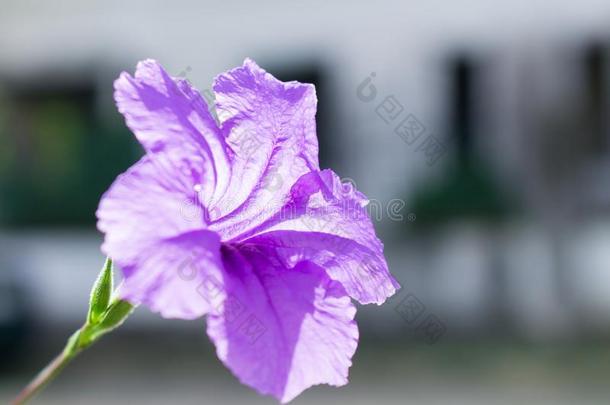 卷或野生的矮牵牛花