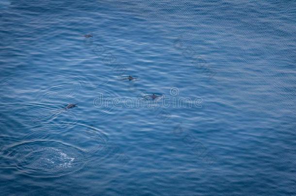 海豚在巴亚dosage剂量海豚海豚湾-费尔南多Ferdinand的西班牙语变体demand需要♪Noronh♪