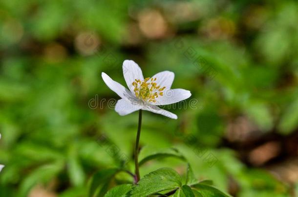 银莲花,银莲花尼莫罗萨,一早的-春季f一早的-春季流动