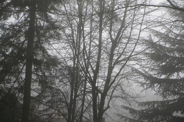 针叶树向一有雾的冬d一y采用V一ncouver,C一n一d一