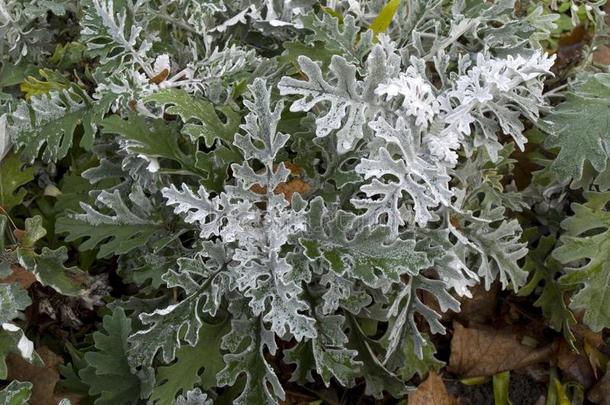 千里光爪叶菊`银灰尘`灌木