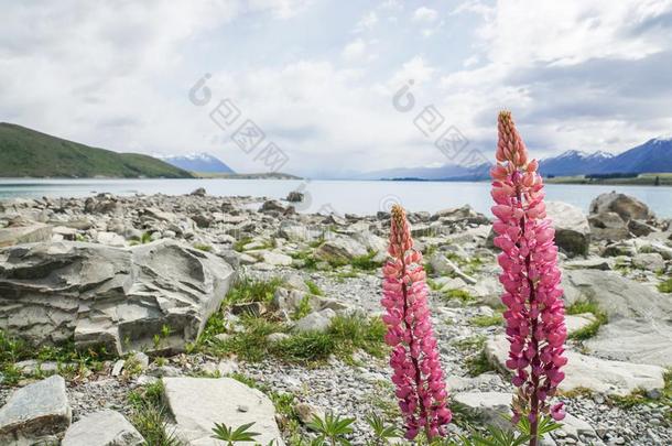 粉红色的羽扇豆花在湖面采用泰卡波湖采用新的西兰岛