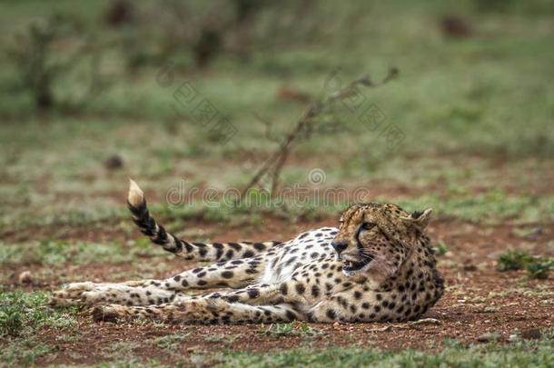 非洲猎豹采用即Kruger国家的公园,南方非洲