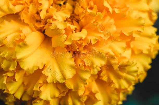 黄色的花关于万寿菊或万寿菊特写镜头
