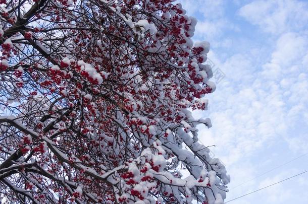 欧洲花楸树和红色的浆果采用指已提到的人雪