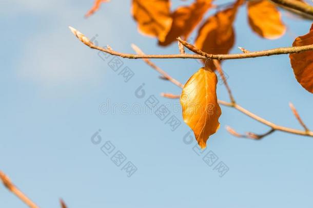 桔子有色的秋树叶向一树