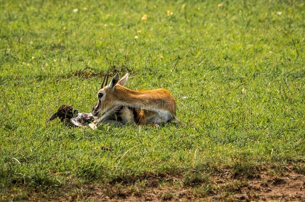 汤普森羚羊礼物出生向婴儿采用马赛人medium-poweredriorange中功率无线电航向信标,肯尼亚