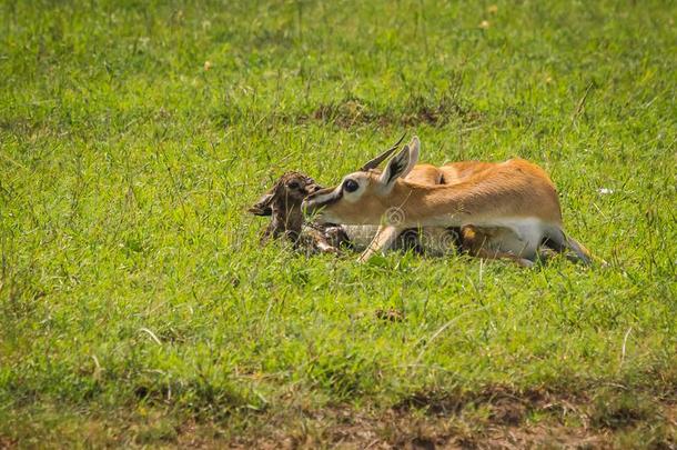汤普森羚羊礼物出生向婴儿采用马赛人medium-poweredriorange中功率无线电航向信标,肯尼亚
