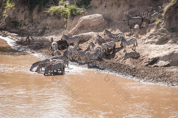 斑马和羚羊的一种在的时候<strong>迁移</strong>从SerengetiPlainsofTanzania坦桑尼亚的塞伦盖蒂平原向马赛人英语字母表的第13