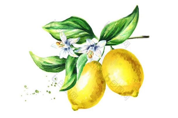 柠檬树枝和成果花和树叶.水彩h和鼓