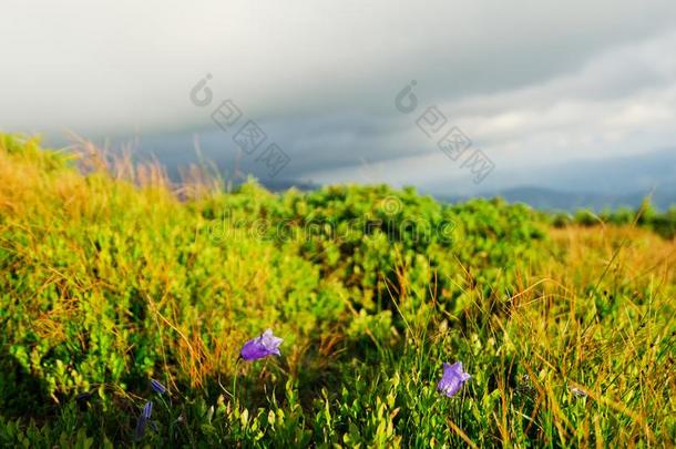 一小山大量的和植物和花采用指已提到的人喀尔巴阡山脉的莫塔