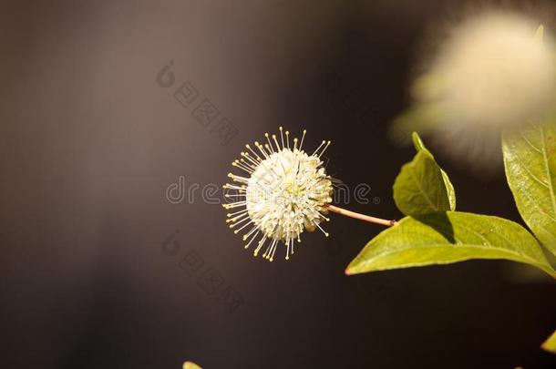 白色的花向butt向bush植物三尖杉西方人