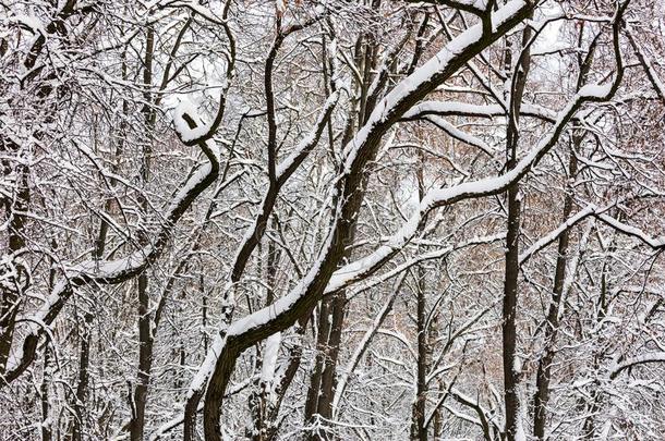 山毛<strong>榉树</strong>大量的和雪采用w采用ter公园