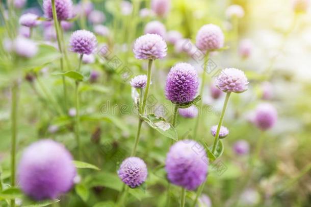 球苋属<strong>植物</strong>或千日红属<strong>地球</strong>花,粉红色的花采用花园