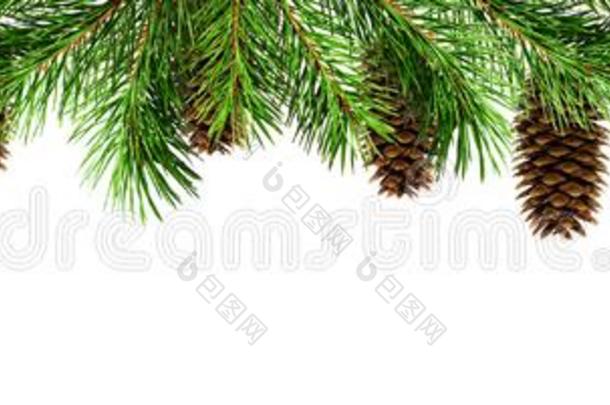 绿色的松树细枝和圆锥细胞为<strong>圣诞节顶边</strong>