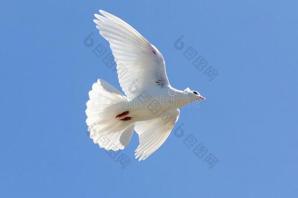 白色的鸽向一蓝色天