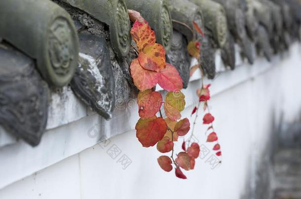 中国古典的墙灌木树叶